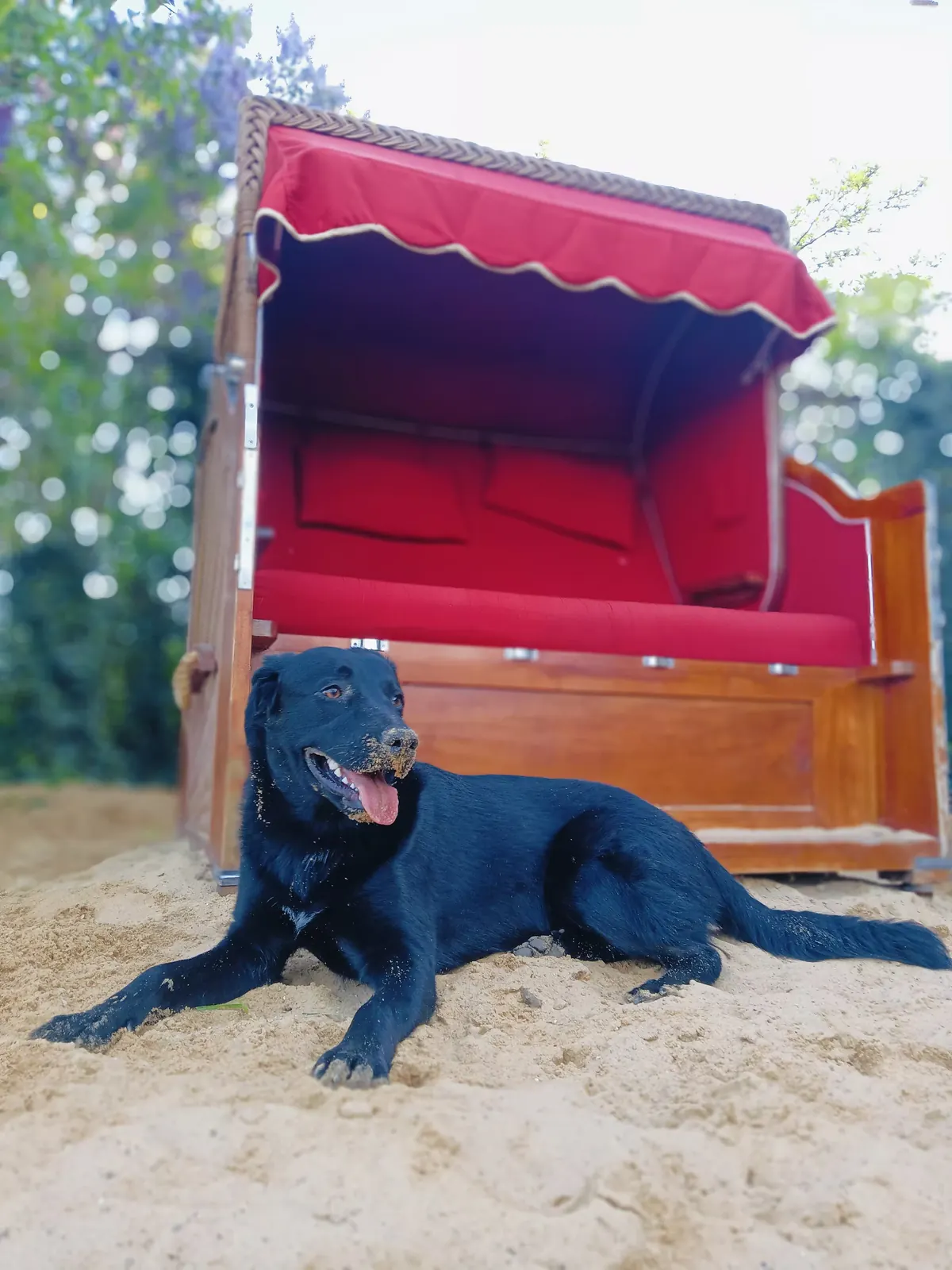 Czarny pies George leży na piasku przed czerwonym koszem plażowym