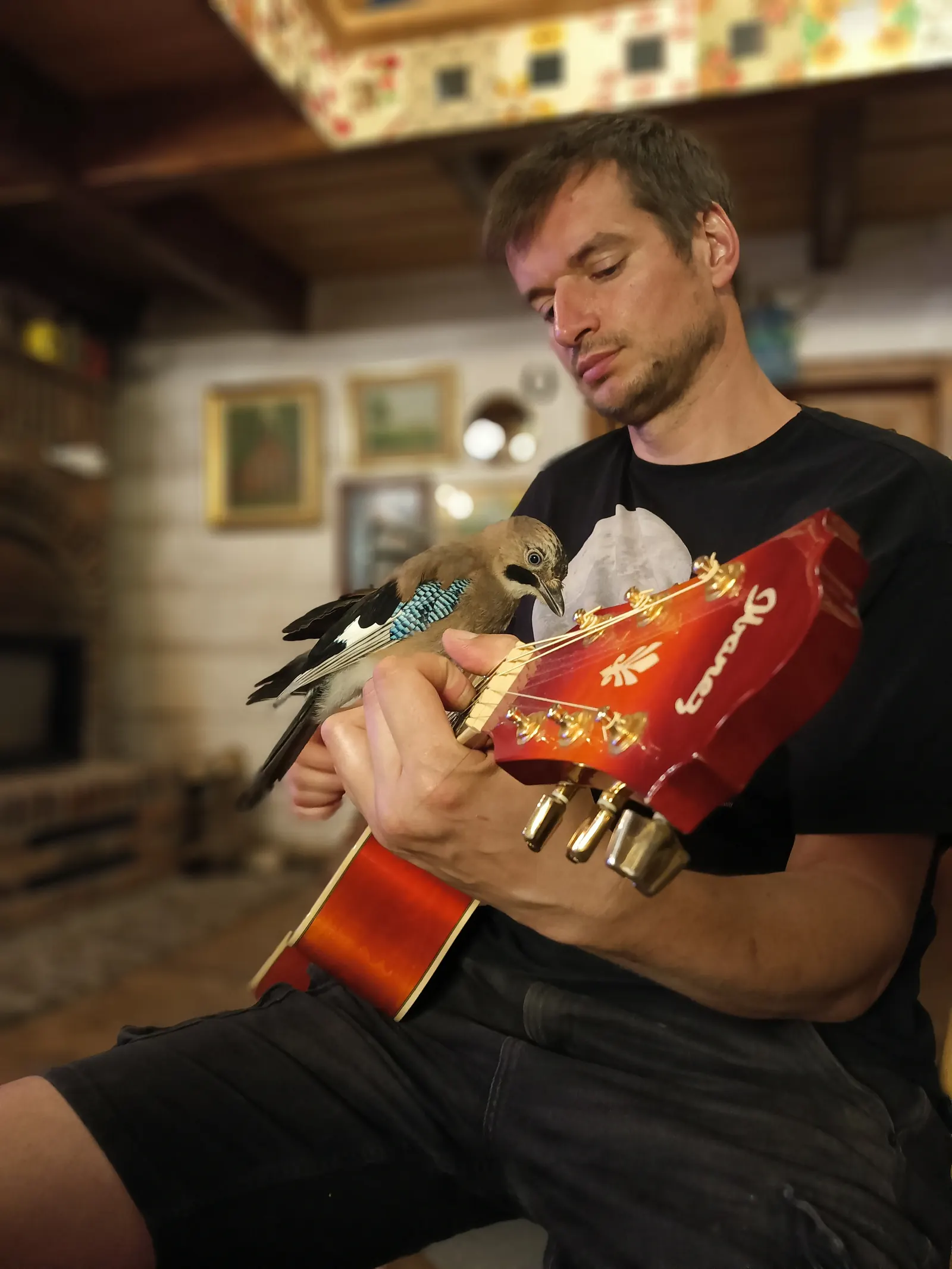 Wieczór z gitarą, na gryfie siedzi oswojona sójka