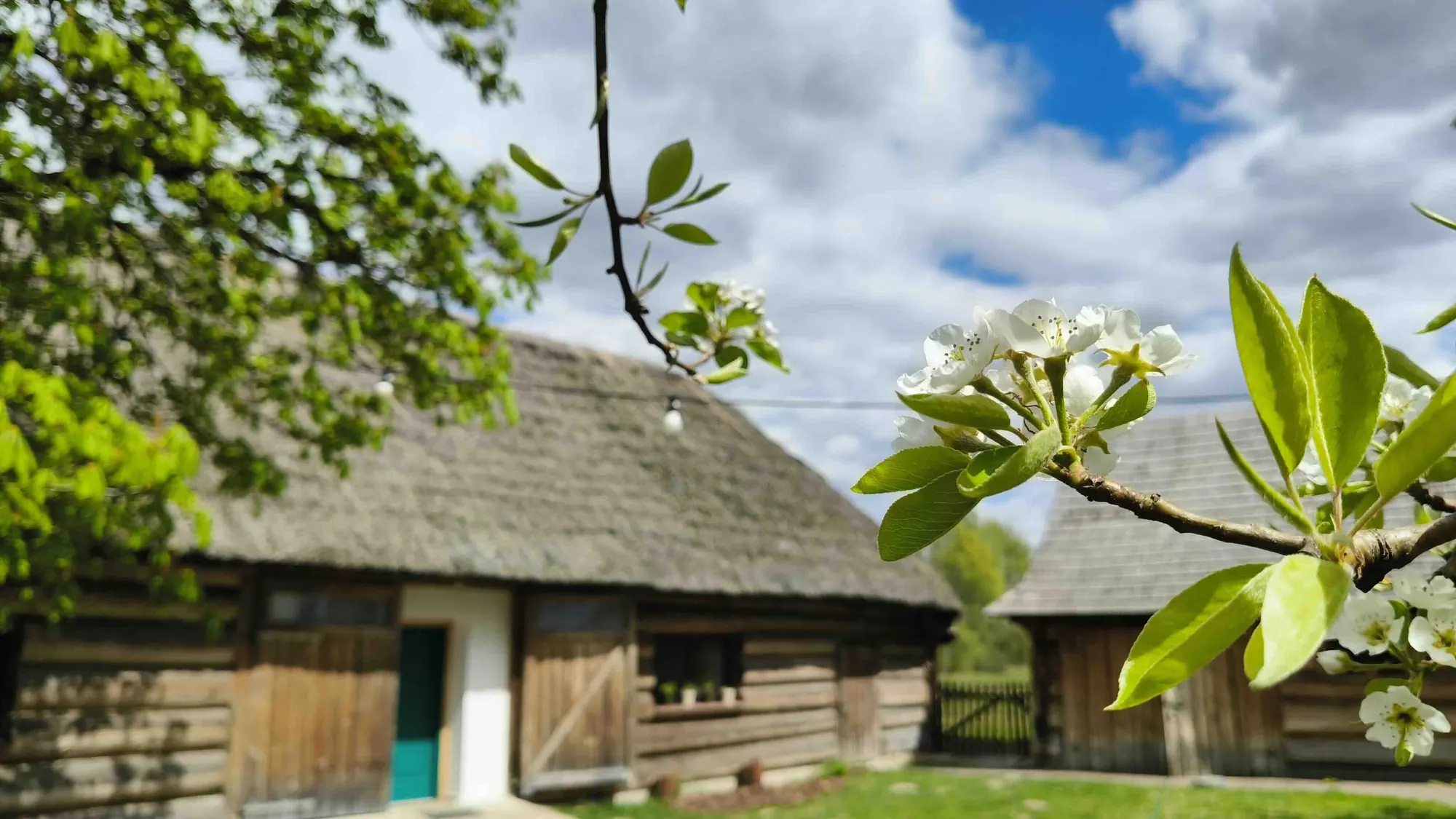 Kwitnąca grusza na tle stodół pod strzechą